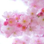 外出しなくても花見気分を味わえる！自宅にいながら桜を楽しむ方法とは？